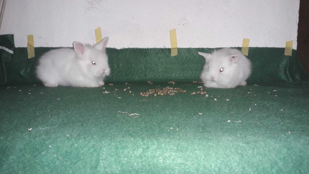 Декоративні карликові кролики