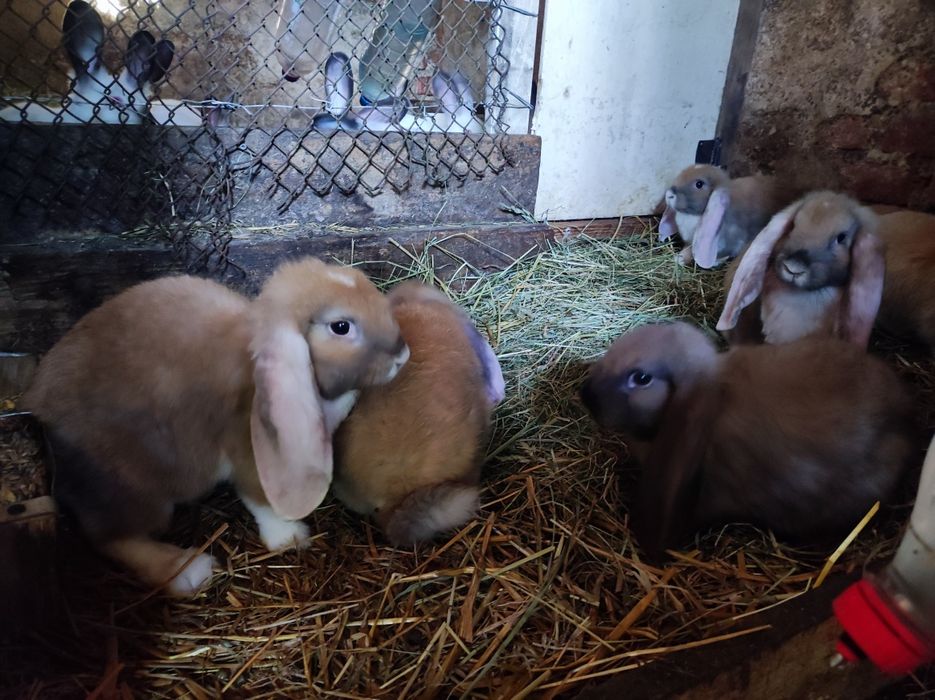 Кролі породи французький баран