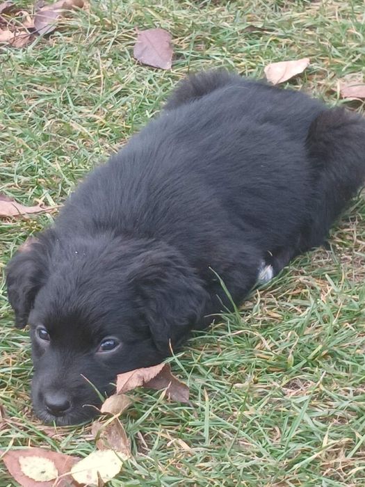 Віддам собачок в добрі рукі