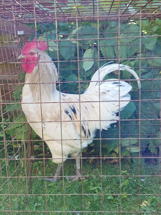 Hybryda z ras australorp czarny i leghorn - para
