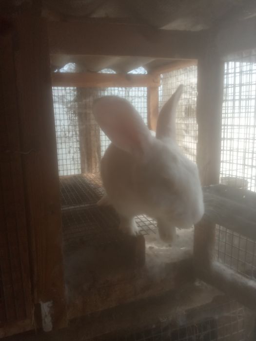 Кролі Термонці та Європейське срібло