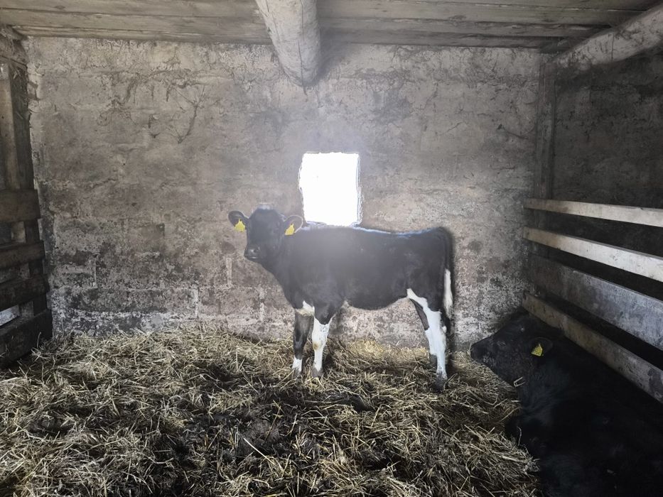 Jałówka HF po insyminacji