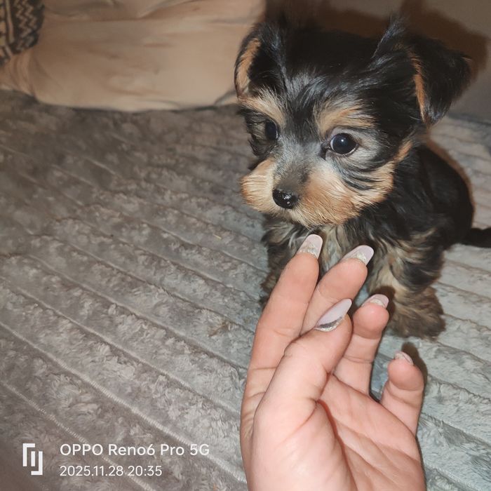 Szczeniak rasy York terier