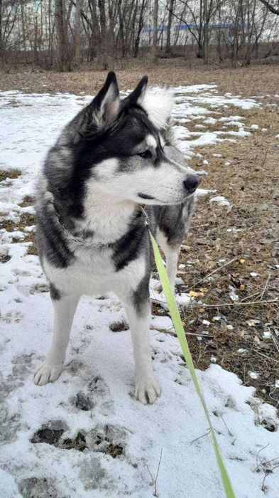 Ищем любящего и заботливого хозяина для нашей хаски