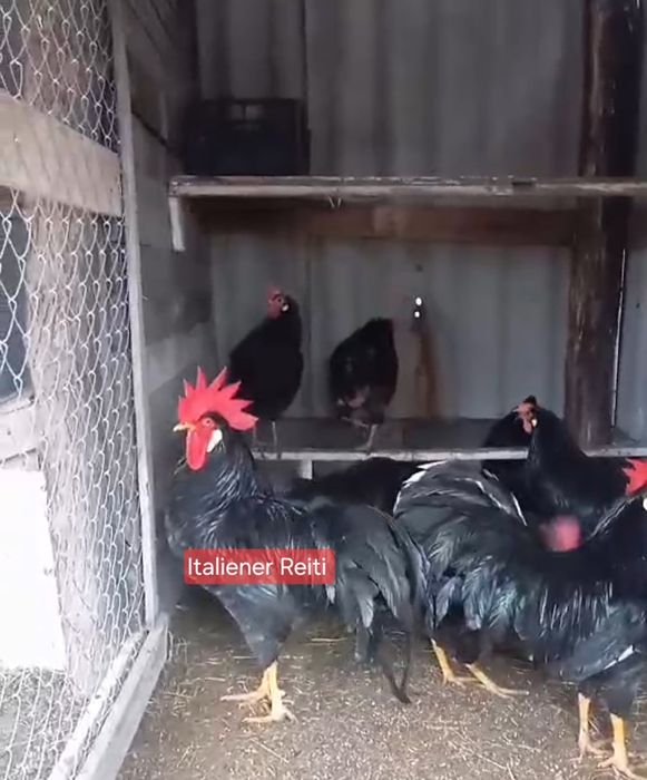 Інкубаційне яйце курей італійська несучка