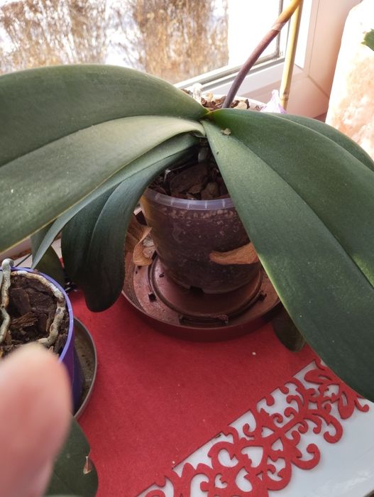 Zdrowe storczyki szt 3