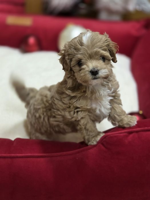 Мальтіпу Teddi дівчатка і хлопчик Китай