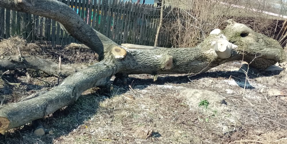 Kłoda orzech włoski