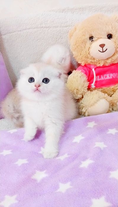 Надзвичайно ніжні  срібні котики шиншили