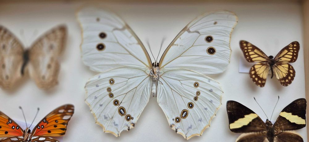 Gablotka motyle Morpho polyphemus Stichophthalma i inne na ścianę