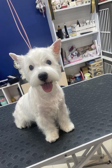 Малята Вест Хайленд Вайт Терьєр