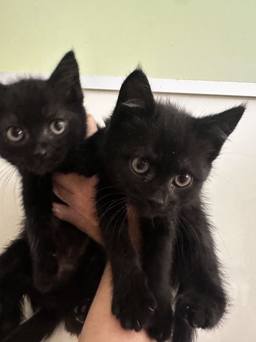 Кошенята в добрі руки