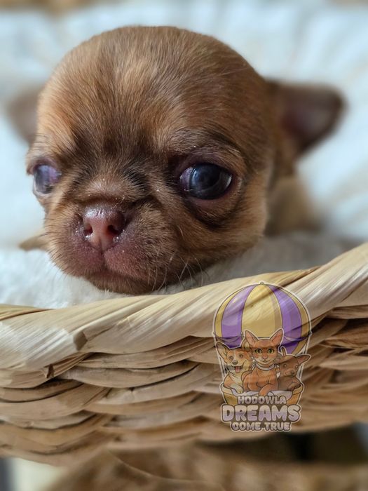 Chihuahua **Śliczny Chłopczyk** Do  Rezerwacji