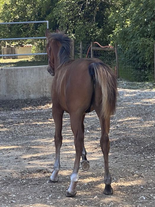 Vendo Egua+Poldro Castanho PSA, X- Doma Masan