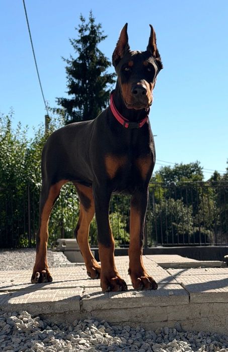 Doberman szczeniak do rezerwacji