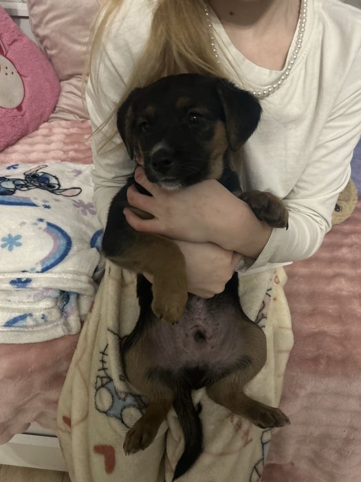 Oddam slodkie pieski