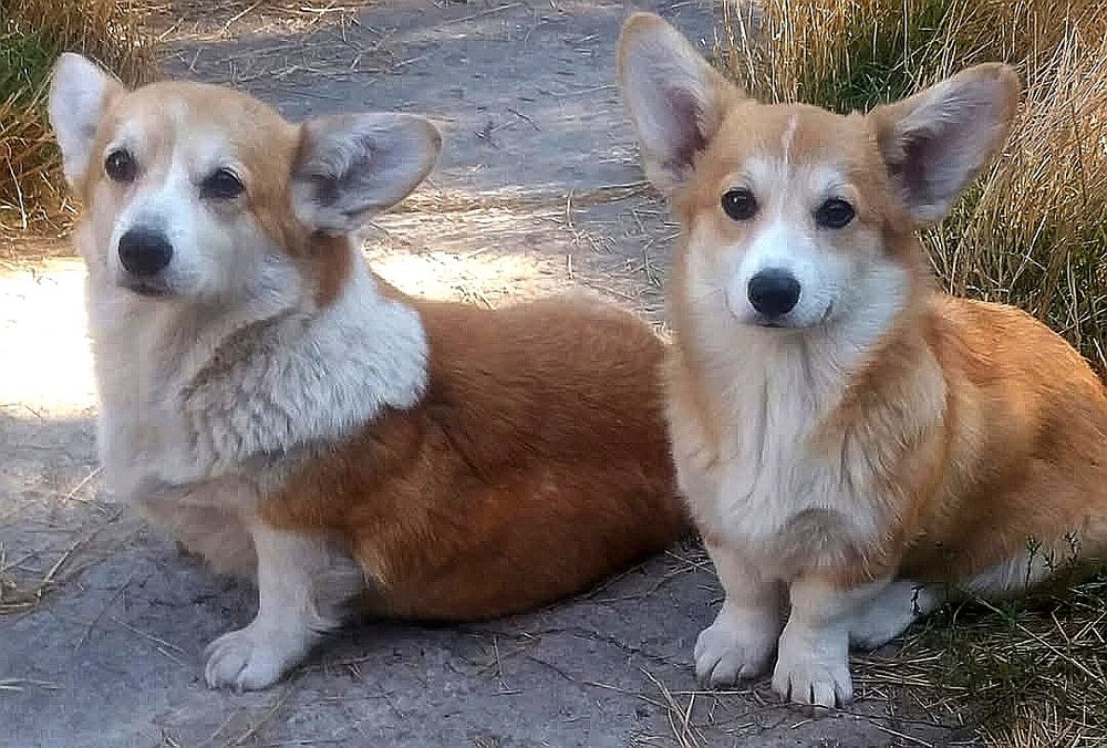 Вельш корги пемброк