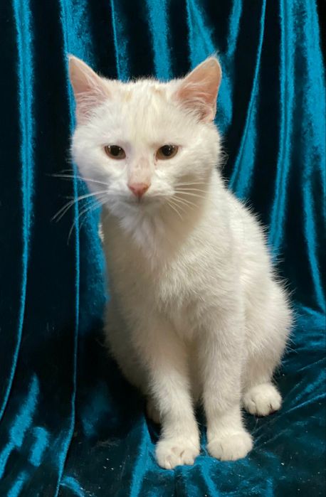 Отдам даром в добрые руки белоснежного котика метис ангоры