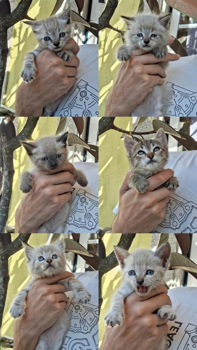 Dá-se gatinhos bebes
