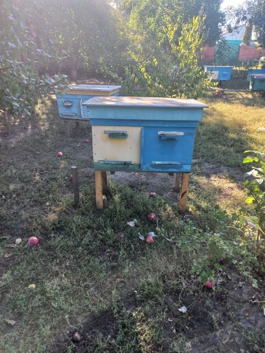 Чудові затишні вулики
