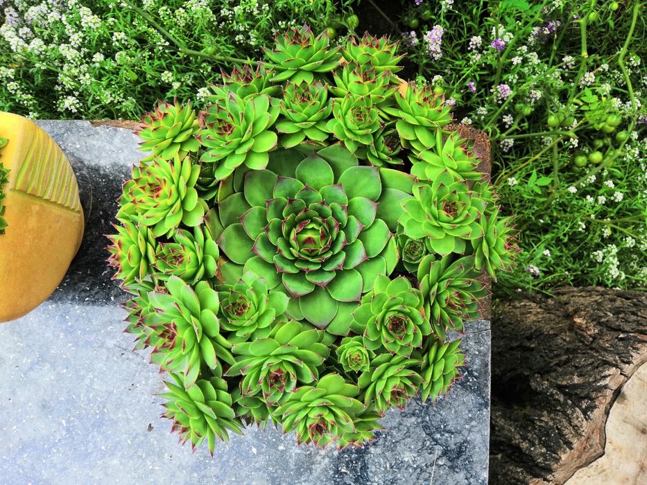 Кам'яна роза  молодило