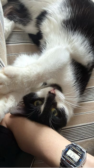 Oddam kotka w dobre ręce