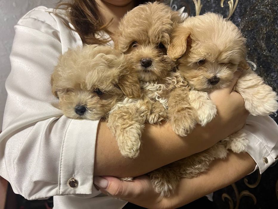 Мальтіпу Ф1 Наймиліше дітки модної дизайнерської породи