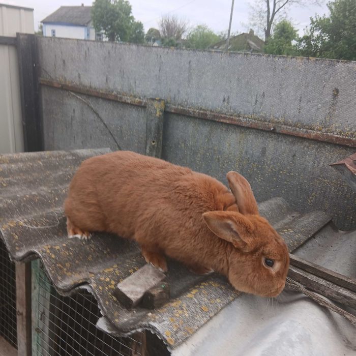 Продам кролів НЗК