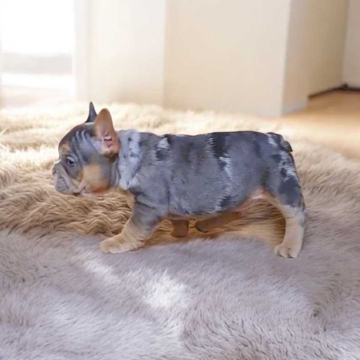 Лиловый французский бульдог