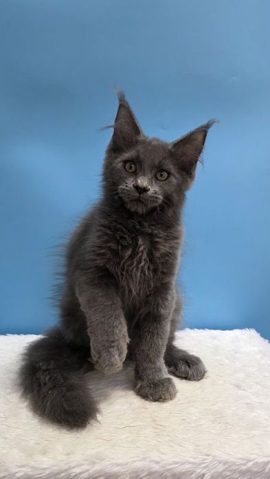 Голубой мальчик мейн кун