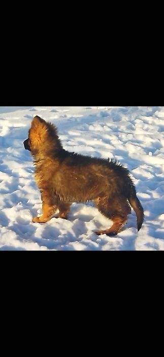 Німецька вівчарка