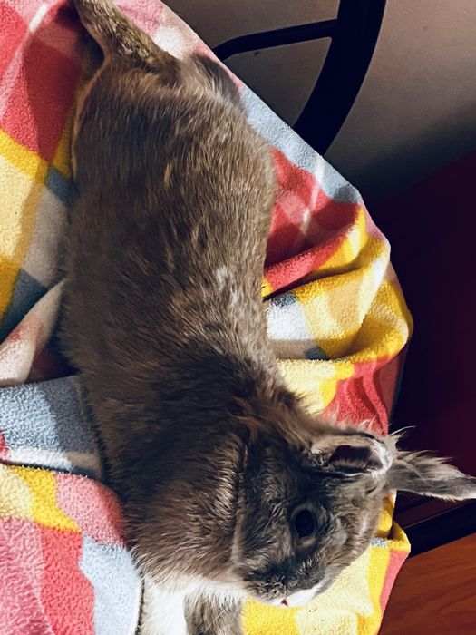 Coelho anão 1 ano de idade muito manço