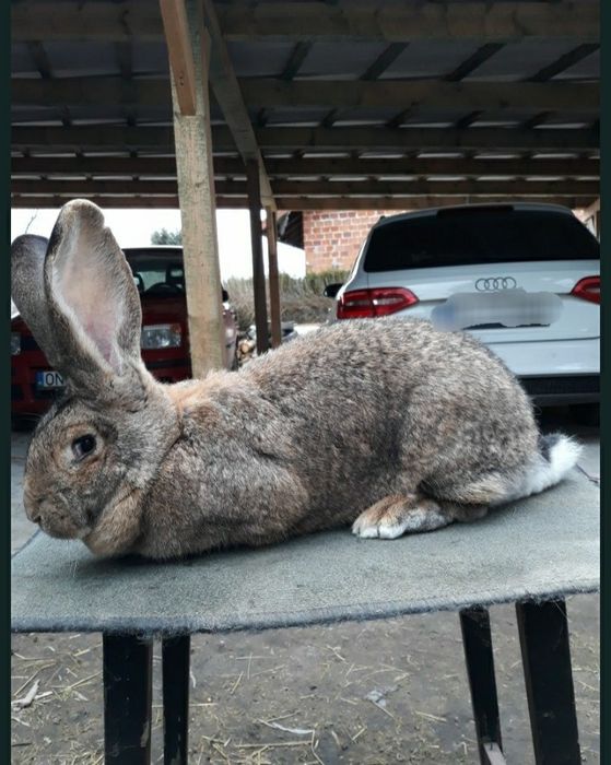 Króliki olbrzym belgijski