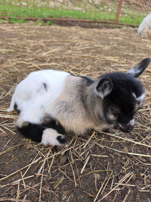 Cabras micro anãs de estimação