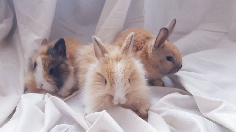 Malutkie Karzełki Królik króliki miniaturki miniaturka