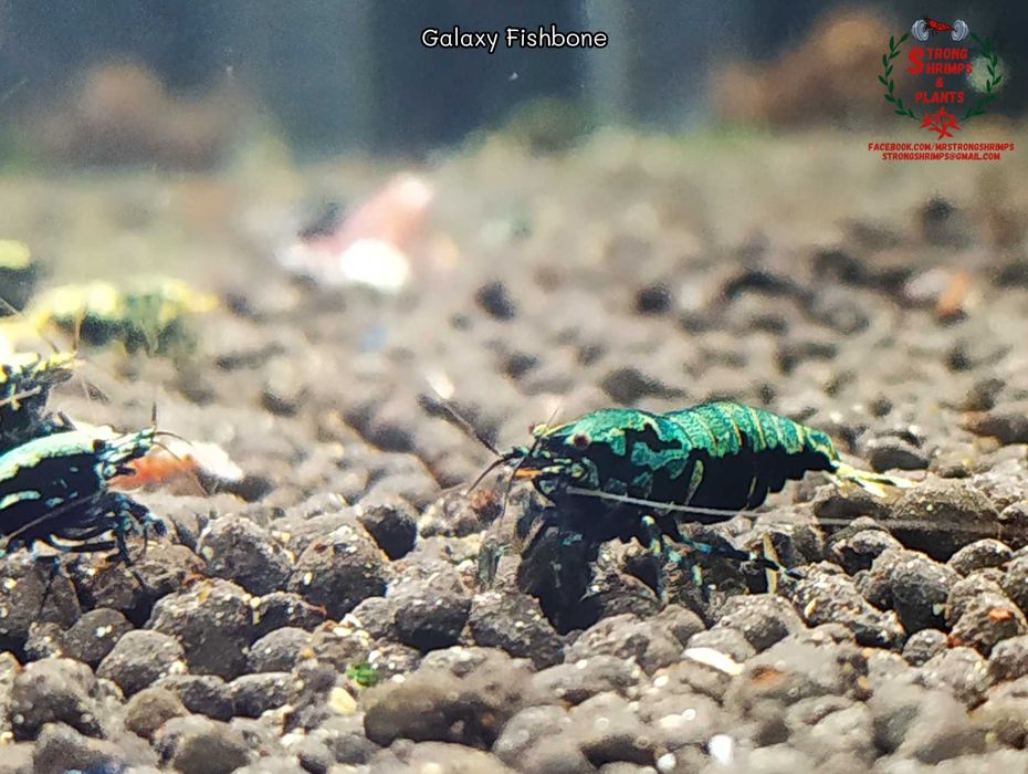Krewetki Caridina Galaxy Fishbone Mid ZAMIANA GRATIS PROMOCJA