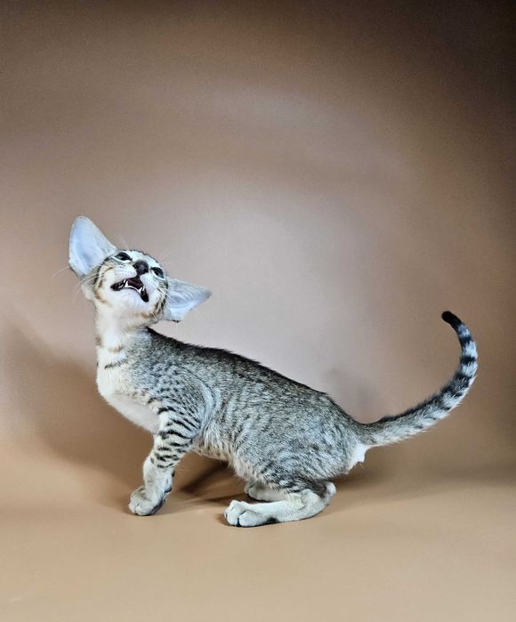 Ориентальный котенок ориентальная девочка Lolly