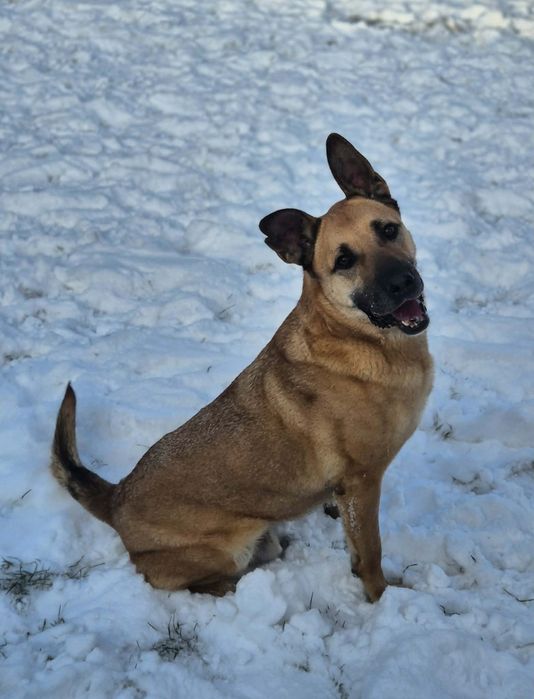 Czaruś poleca się do adopcji