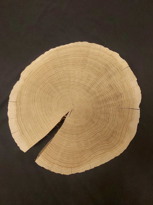 plaster dębu, 60 cm, wyszlifowany.