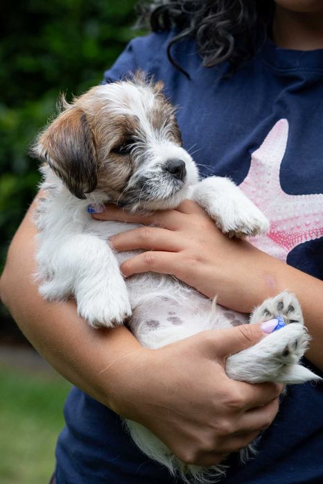 Jack Russell Terrier szorstkowłosy po championach ZKwP, FCI