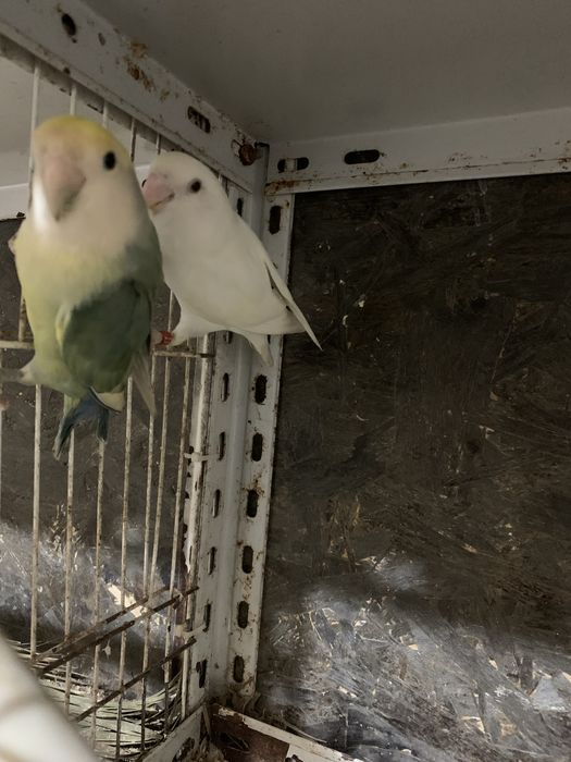 Casal Reprodutor de Agapornis