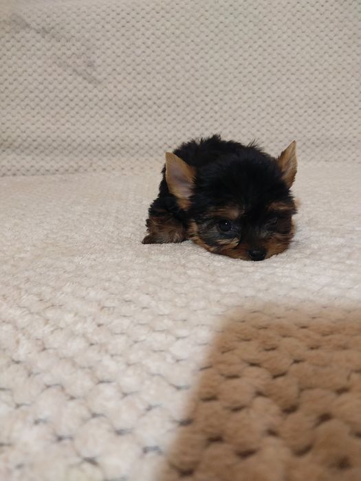 Хлопчики міні і маленький стандарт.