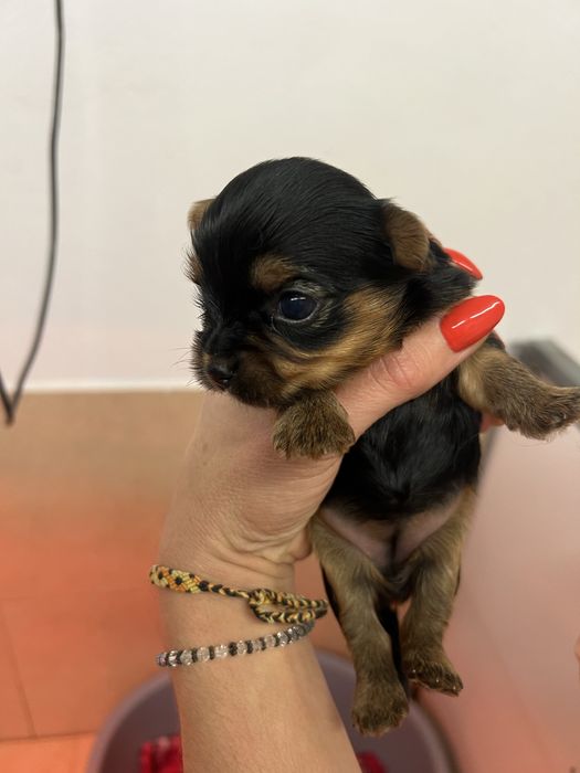 Yokshire terrier macho