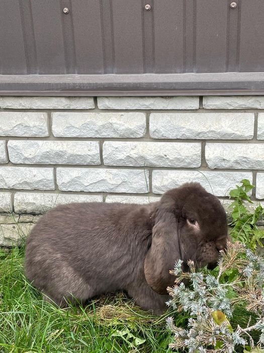 Продаются породистые  кролики