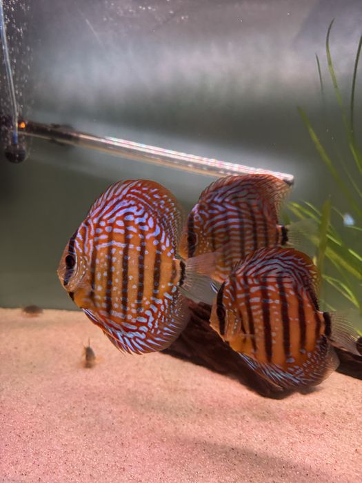 Peixes Discus Saudáveis