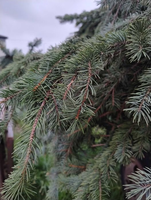 Zrębka z świerku, świeża, doskonała pod borówkę