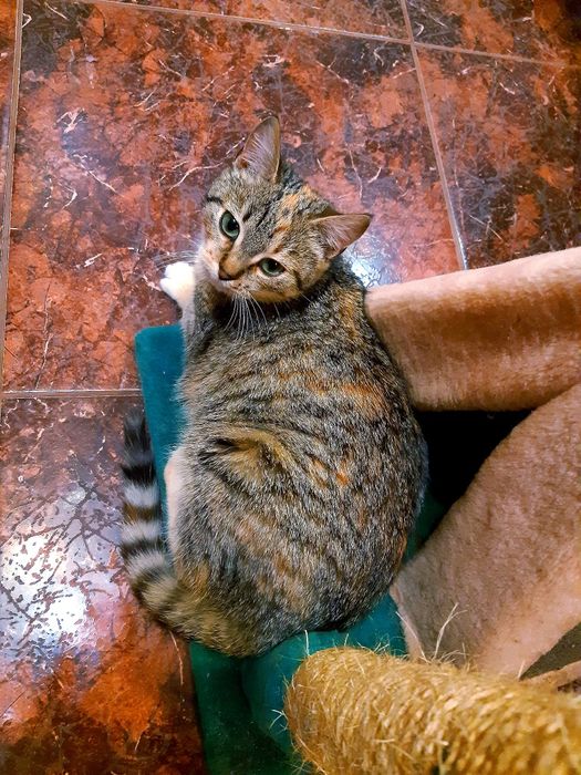 Подарую гарну кішечку