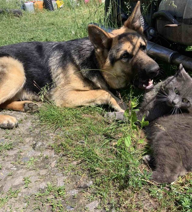 Німецька вівчарка в'язка