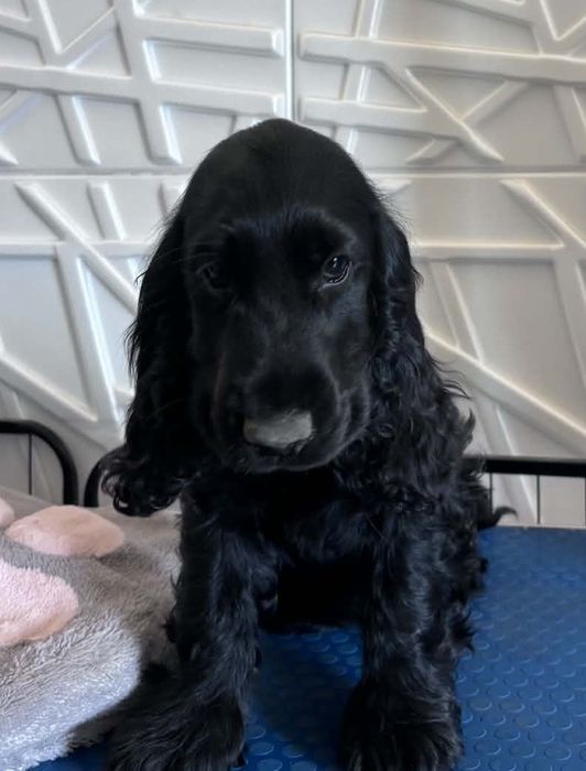 Cocker spaniel angielski Moris z  genem czekoladowym!