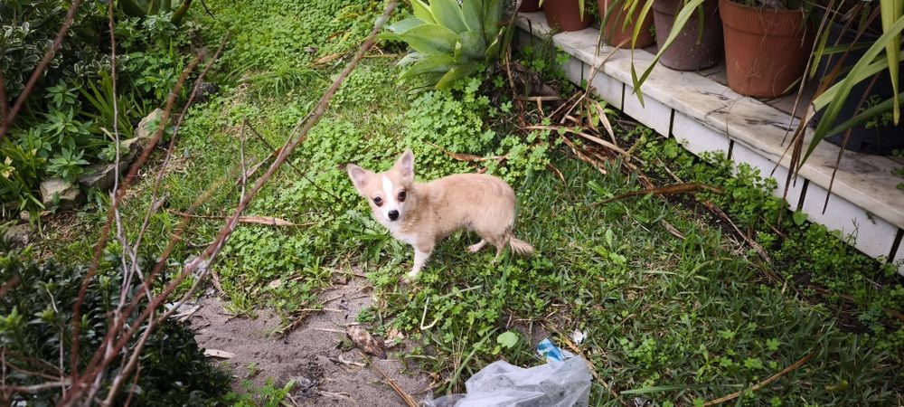 Chihuahua miniatura disponível para entrega imediata existe a po